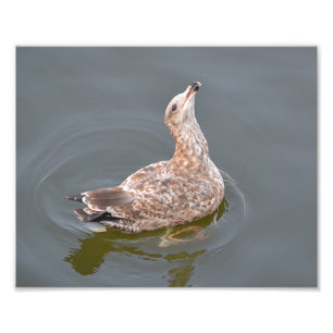 Seagull Foto Print