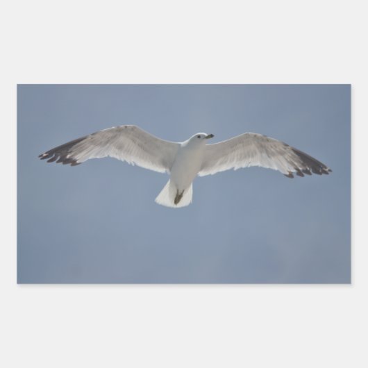 Seagull-Foto Rechteckiger Aufkleber (Vorderseite)