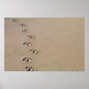 Seagull Fußspuren in Sandplakat Poster