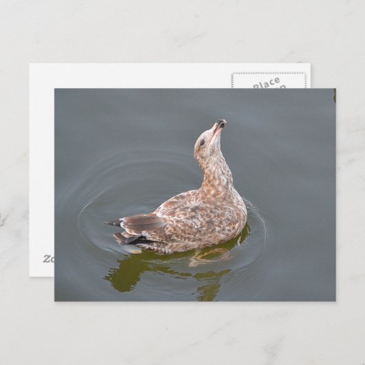 Seagull Gewartet Postkarte (Vorne/Hinten)