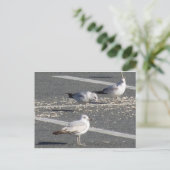 Seagull-Gruppe Postkarte (Stehend Vorderseite)