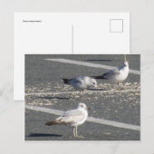 Seagull-Gruppe Postkarte (Vorne/Hinten)