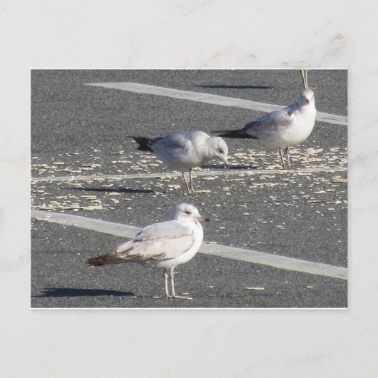 Seagull-Gruppe Postkarte (Vorderseite)