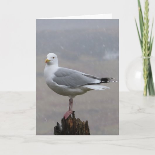 Seagull-Grüße Textkarte hinzufügen Karte (Vorderseite)