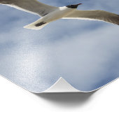 Seagull im Flug Fotodruck (Ecke)