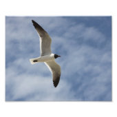 Seagull im Flug Fotodruck (Vorne)