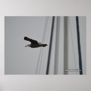 Seagull im Flug III Poster