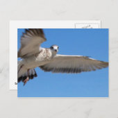 Seagull im Flug Postkarte (Vorne/Hinten)