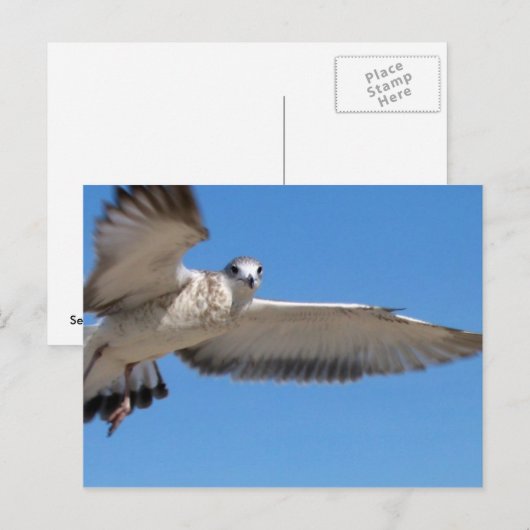 Seagull im Flug Postkarte (Vorne/Hinten)