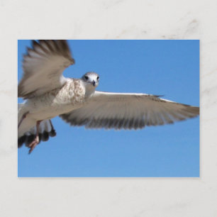 Seagull im Flug Postkarte
