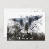 Seagull im Flug Postkarte (Vorne/Hinten)