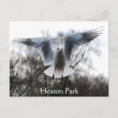 Seagull im Flug Postkarte (Vorderseite)