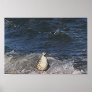 Seagull im Ozeanposter Poster
