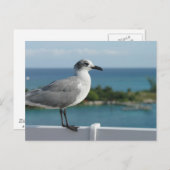 Seagull im Paradies Postkarte (Vorne/Hinten)