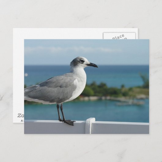Seagull im Paradies Postkarte (Vorne/Hinten)