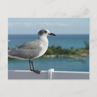 Seagull im Paradies Postkarte
