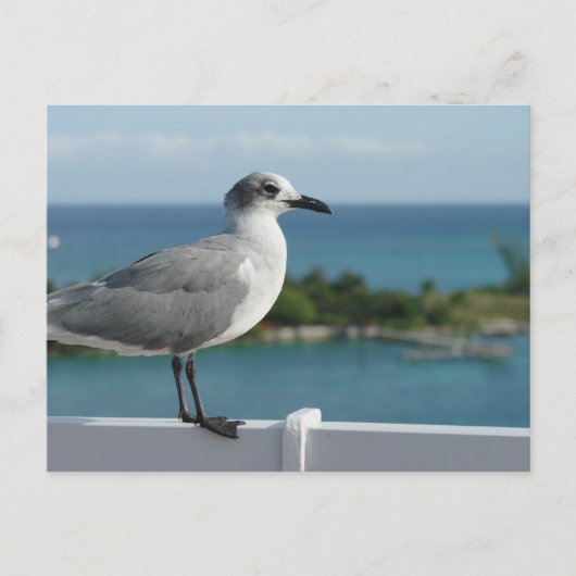 Seagull im Paradies Postkarte (Vorderseite)