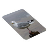 Seagull im schneesicheren, flexiblen Foto Magnet (Rechte Seite)
