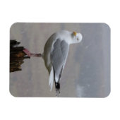 Seagull im schneesicheren, flexiblen Foto Magnet (Horizontal)