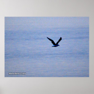 Seagull in Blau Poster
