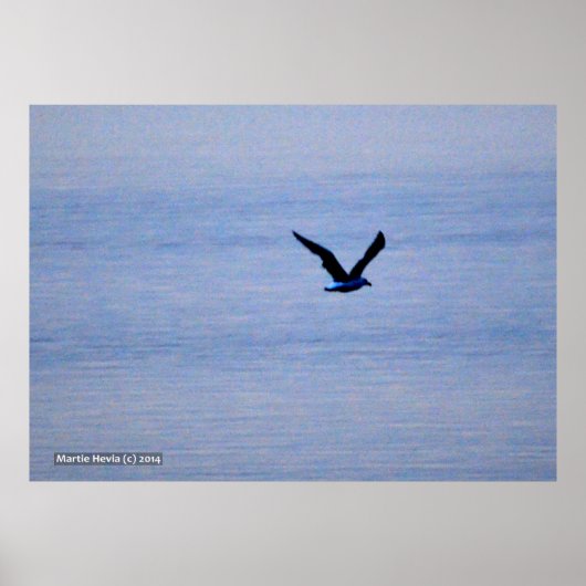 Seagull in Blau Poster (Vorne)