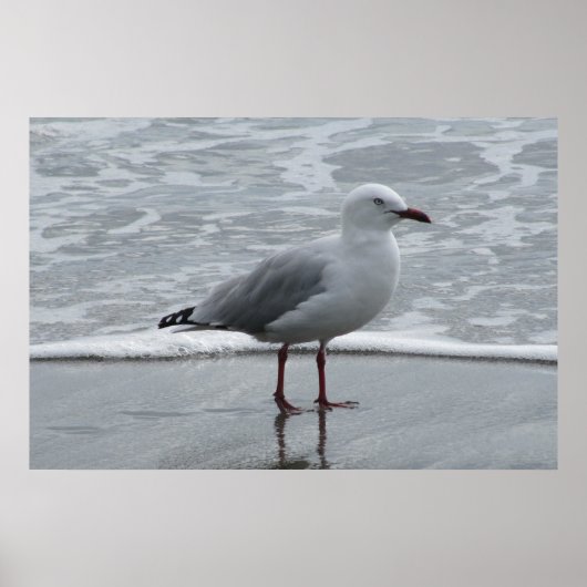 Seagull in der Nähe der Wasserkante Poster (Vorne)
