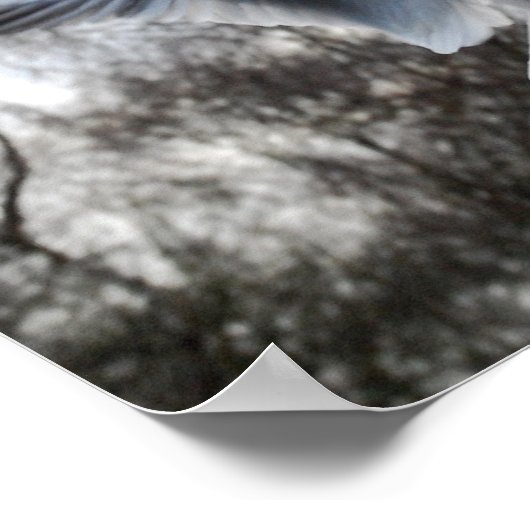 Seagull in Flight Poster (Ecke)