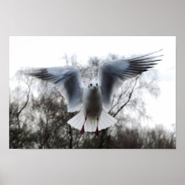 Seagull in Flight Poster