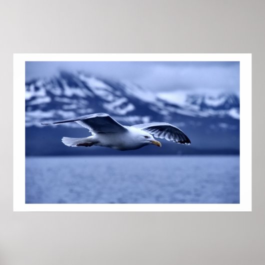 Seagull in Flight Wildlife Art Poster (Vorne)