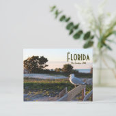 Seagull in Florida Sunshine Staat Honeymoon Island Postkarte (Stehend Vorderseite)
