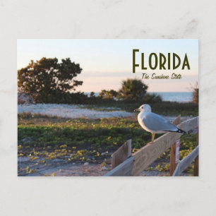 Seagull in Florida Sunshine Staat Honeymoon Island Postkarte