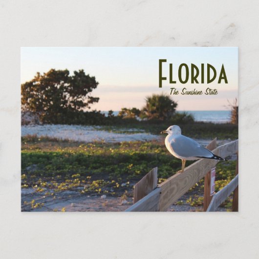 Seagull in Florida Sunshine Staat Honeymoon Island Postkarte (Vorderseite)
