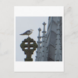 Seagull in Glasgow Postkarte