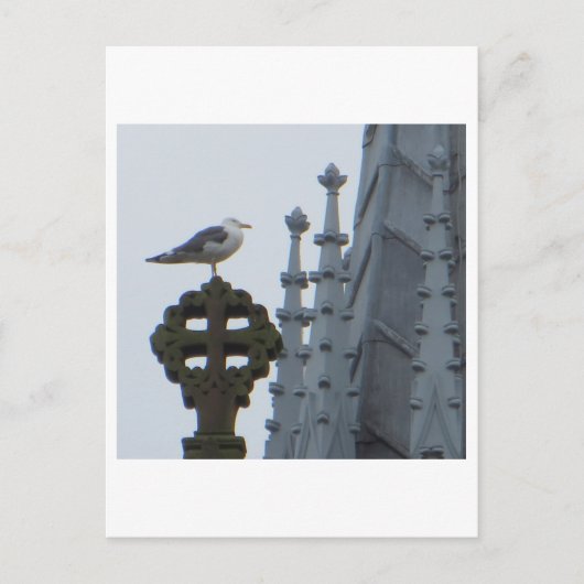 Seagull in Glasgow Postkarte (Vorderseite)