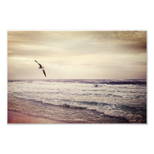 Seagull in Miramar Beach Florida Fotodruck (Vorne)