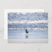 Seagull in Ocean Postcard Postkarte (Vorne/Hinten)