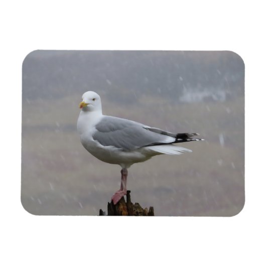 Seagull in Schnee Horizontal Flexible Foto Magnet (Horizontal)