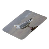 Seagull in Schnee Horizontal Flexible Foto Magnet (Linke Seite)