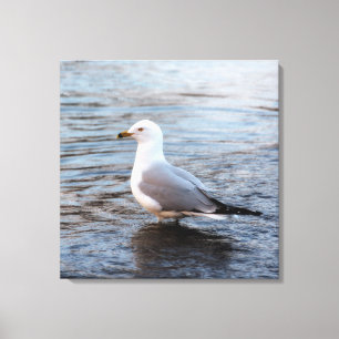 Seagull in Wasser mit weichem Morgenlicht Leinwanddruck