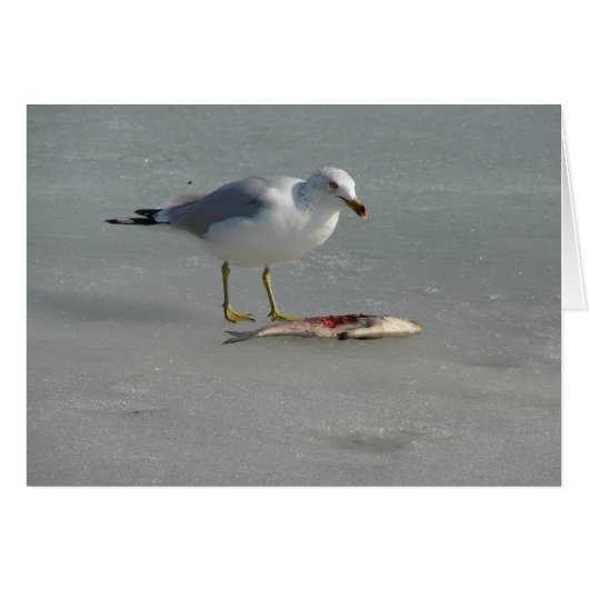 Seagull isst Fisch (Vorderseite (Horizontal))