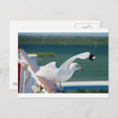 Seagull.JPG Postkarte (Vorne/Hinten)