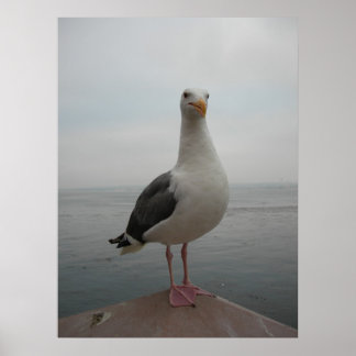 Seagull lächeln poster