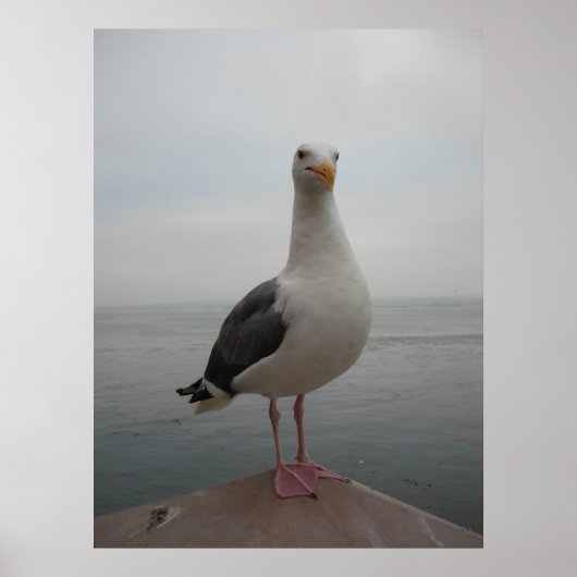 Seagull lächeln poster (Vorne)
