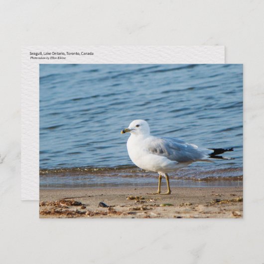 Seagull, Lake Ontario, Toronto, Kanada Postkarte (Vorne/Hinten)