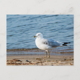 Seagull, Lake Ontario, Toronto, Kanada Postkarte