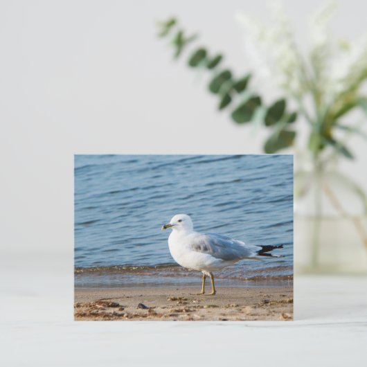 Seagull, Lake Ontario, Toronto, Kanada Postkarte (Stehend Vorderseite)