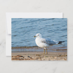 Seagull, Lake Ontario, Toronto, Kanada Postkarte