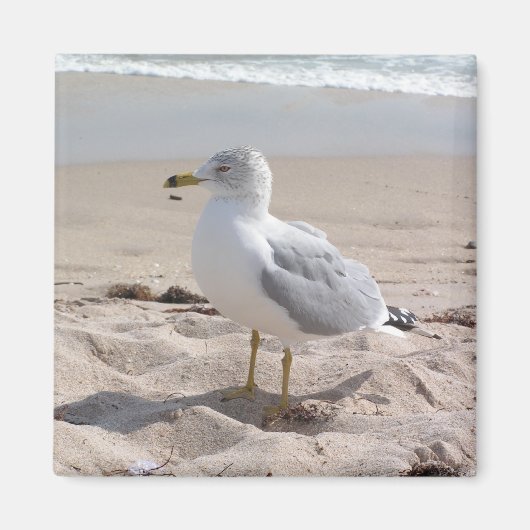 Seagull Magnet (Vorne)