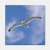 Seagull Magnet (Vorne)