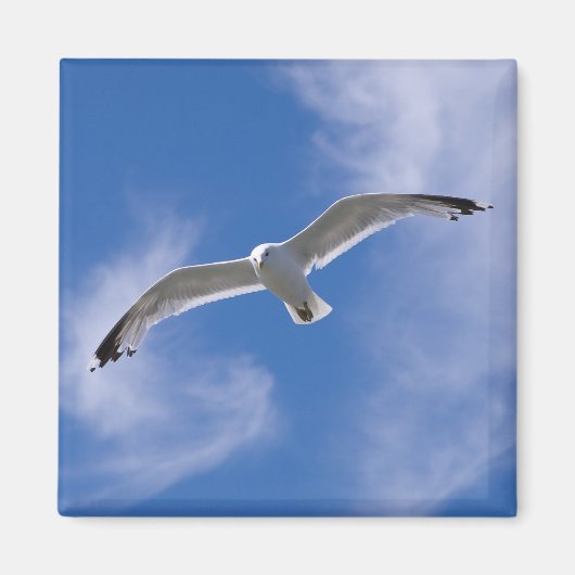Seagull Magnet (Vorne)